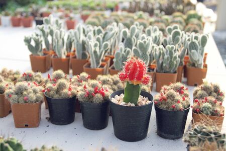 Cute small cactus In various forms of pots There is a mild sunlight in the morning.の写真素材