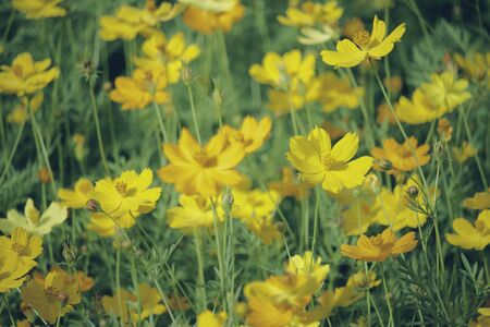 Beautiful yellow cosmos flower in garden with sunlight.の写真素材