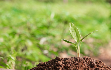 Young plant in the morning light on nature background