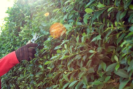 A man pruning branches in the garden of the house.の写真素材