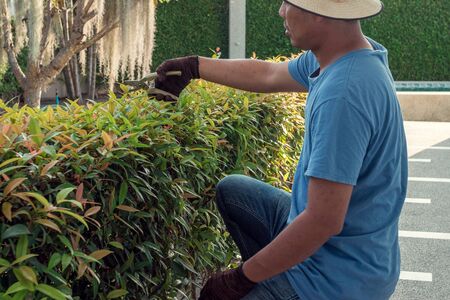 A man pruning branches in the garden of the house.の写真素材