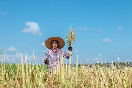 Farmers are harvesting crops in rice fields. Bright sky dayの写真素材