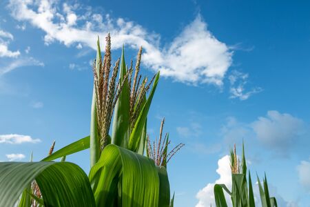 Fresh green corn orchard on a bright blue sky dayの写真素材