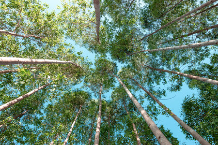 Low angle view of a group of trees on a clear blue sky.