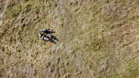Aerial view of a group of buffalo in a hot and dry meadowの写真素材