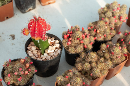 Gardening in the house and decorating tips that will inspire people to cool hands around the world,...