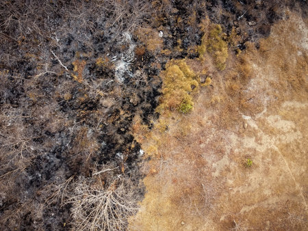 Aerial view, Orange and yellow dry forest, Some parts were destroyed by a forest fire.