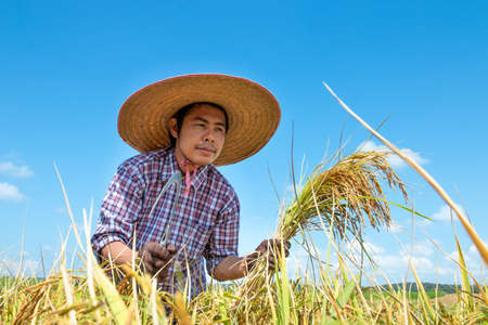 Farmers are harvesting crops in rice fields. Bright sky dayの写真素材
