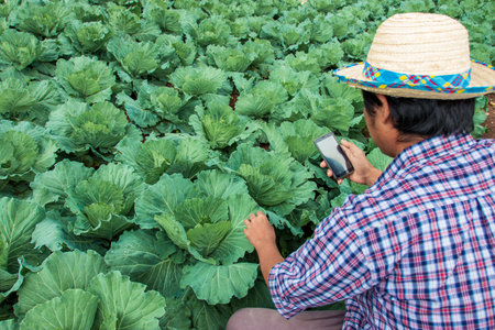 Modern farmers and caring for vegetables using technology.の写真素材