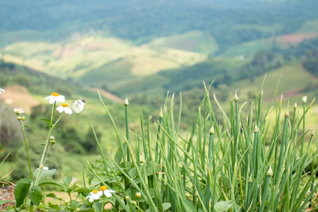 A cute little butterfly with white flowers on the mountain and fresh green nature.の写真素材