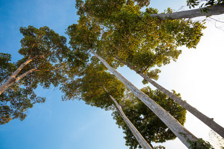 Big trees in bright blue sky and morning sun, nature forest conservation concept, Antâs-Eye Viewの写真素材