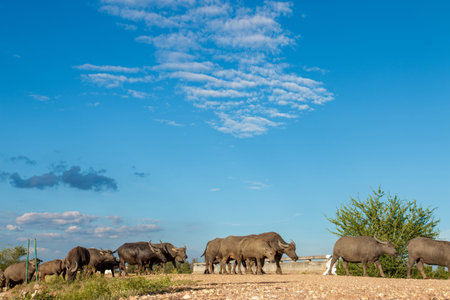 Many buffalo are eating grass in wetlands.