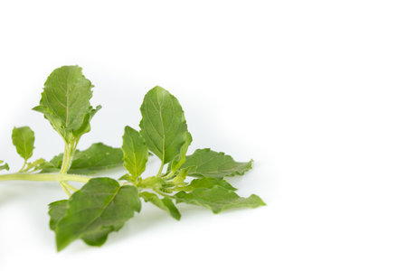 Natural holy basil leaves for spicy food, Isolated on white.の写真素材