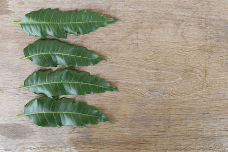 Neem on an old wooden background, neem is a useful food and herb.の写真素材