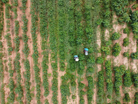 Farmers spray toxic pesticides or pesticides on agricultural plots.Weed control Industrial agriculture theme. Aerial photographs of dronesの写真素材