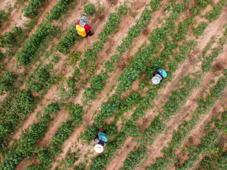 Farmers spray toxic pesticides or pesticides on agricultural plots.
Weed control Industrial agriculture theme. Aerial photographs of dronesの写真素材