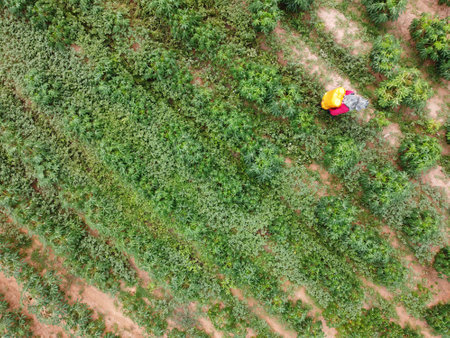 Farmers spray toxic pesticides or pesticides on agricultural plots.
Weed control Industrial agriculture theme. Aerial photographs of dronesの写真素材