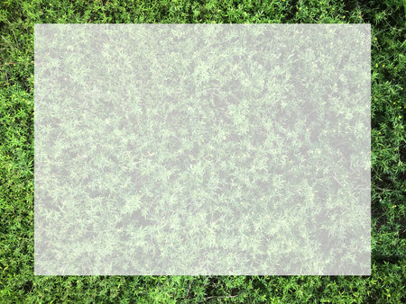 Top view with small green leaves, natural background for text input.