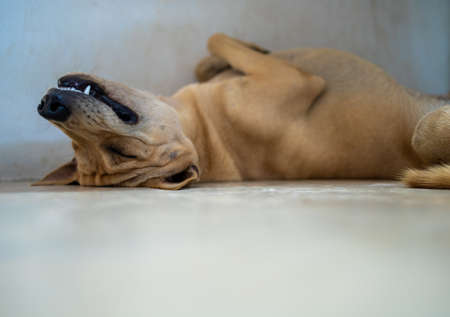 Thai ridgeback dog rests happily in the house.の写真素材