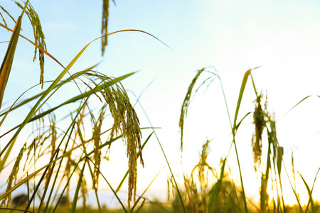 Golden ears of rice in the field at sunset
