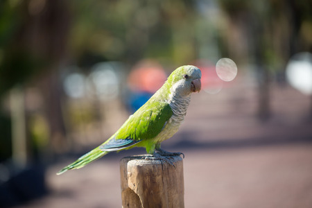 Mnchssittich on Jandiaの写真素材