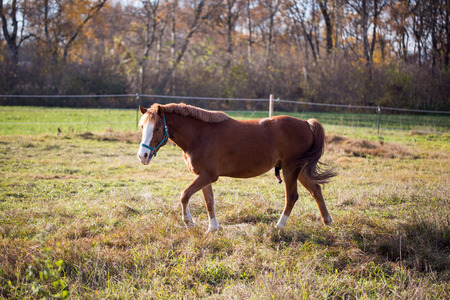 brown stallion in automnの写真素材