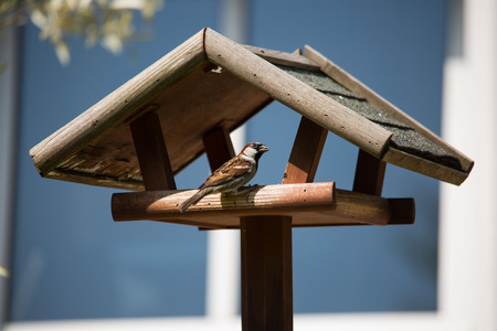 Bird house in the garden, with Sparrowの写真素材