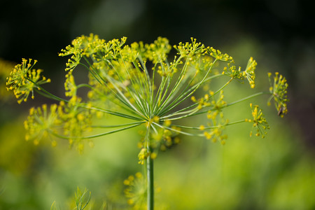 yarrow, macroの写真素材