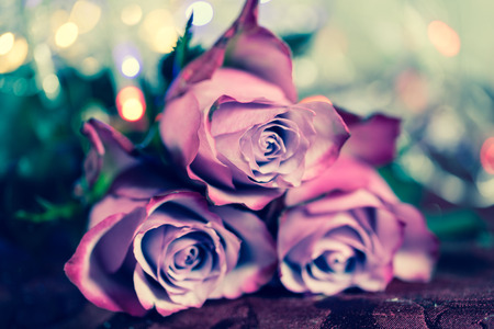 Roses pink, with lights, bokehの写真素材