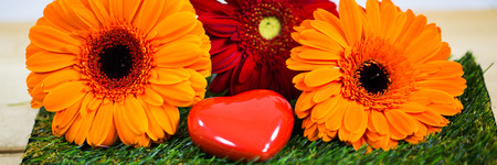 Gerbera with heart, symbolic. Spring, beginning of springの写真素材