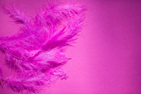 Pink feather, on pink backgroundの写真素材