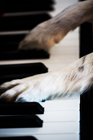 Dog paws on the pianoの写真素材