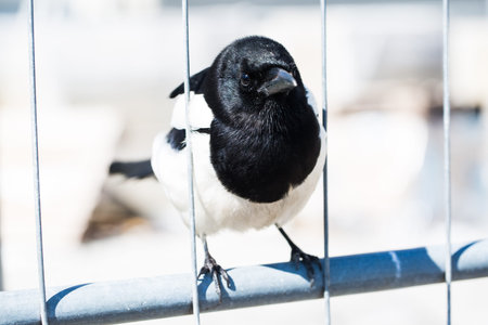 Elster sits thoughtfully on fenceの写真素材