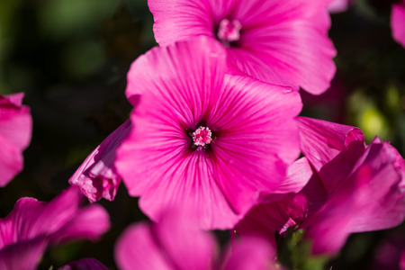 Cranesbill, flower in summerの写真素材