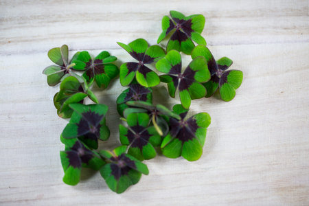 lucky clover