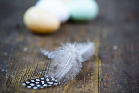 Feather from a quail, wood backgroundの写真素材