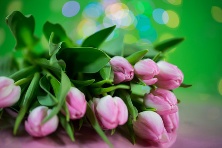 tulips with pink and green backgroundの写真素材