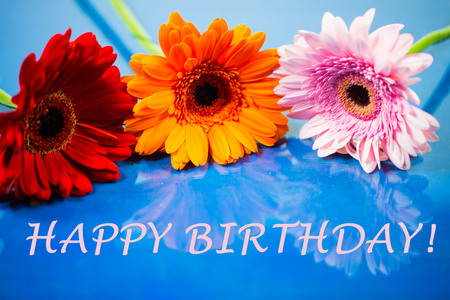 gerbera, flowers on blue backgroundの写真素材