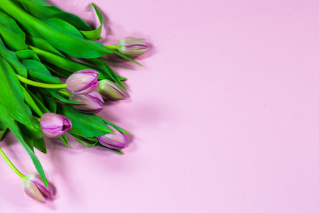 tulips on pink background, easter, birthday, mother's dayの写真素材