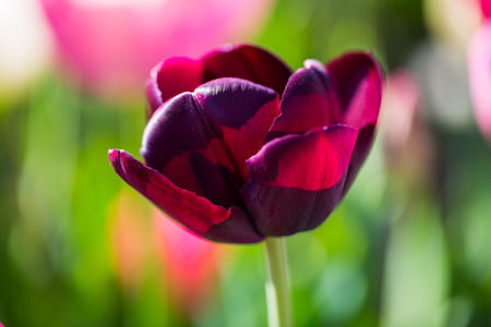 purple tulip in the sunshine, close-upの写真素材