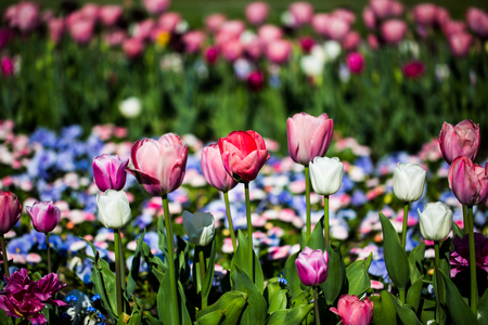 tulips in flower bedの写真素材