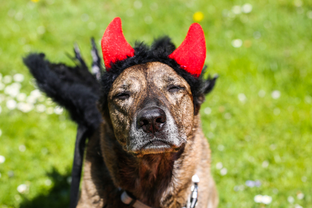 dog with devil horns and angel wingsの写真素材