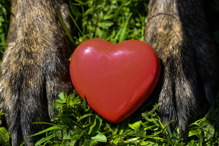 red heart in dog pawsの写真素材
