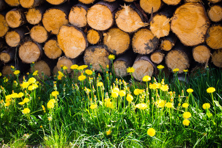 Background, Dandelion in front of woodpile, log, wooden blocks