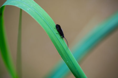 rare insect on leaf spring, English garden