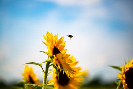 bee with sunflowers, fly to the sunflowerの写真素材