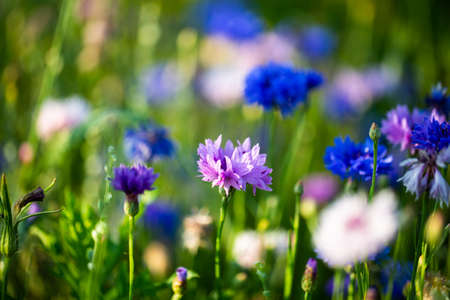 Cornflowers, Asteraceae in the meadow, blue skyの写真素材