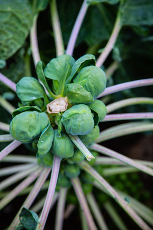 Brussels sprouts on a strand in the field