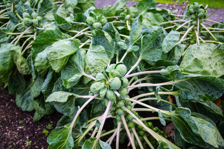 Brussels sprouts on a strand in the field