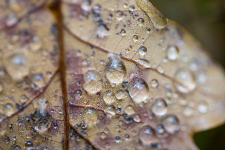 Water drops on oak leaf